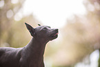 American Hairless Terrier at cherry blossom time