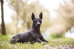 American Hairless Terrier at cherry blossom time