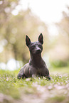 American Hairless Terrier at cherry blossom time