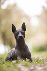 American Hairless Terrier at cherry blossom time