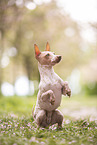 American Hairless Terrier at cherry blossom time