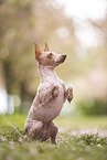 American Hairless Terrier at cherry blossom time
