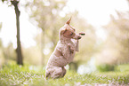 American Hairless Terrier at cherry blossom time