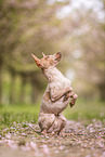 American Hairless Terrier at cherry blossom time