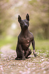 American Hairless Terrier at cherry blossom time