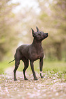 American Hairless Terrier at cherry blossom time