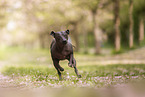American Hairless Terrier at cherry blossom time