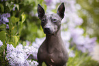 American Hairless Terrier between lilac