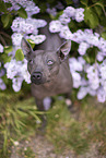 American Hairless Terrier between lilac