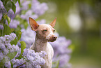 American Hairless Terrier between lilac