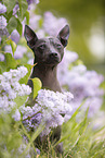 American Hairless Terrier between lilac
