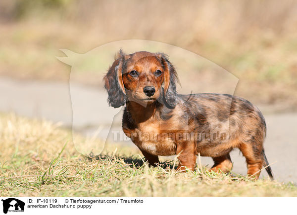 american Dachshund puppy / IF-10119