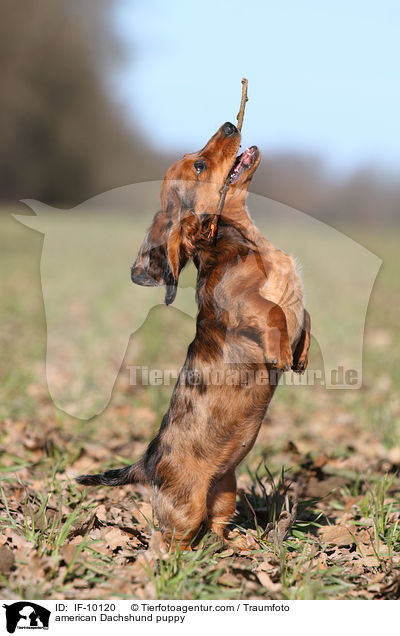 american Dachshund puppy / IF-10120