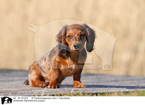american Dachshund puppy / IF-10124