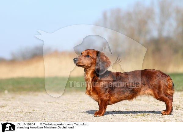 standing American Miniature Dachshund / IF-10804