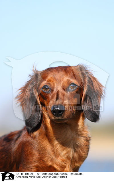 American Miniature Dachshund Portrait / IF-10809