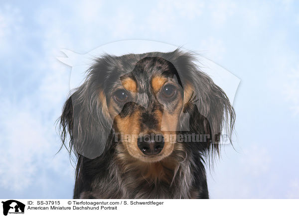 American Miniature Dachshund Portrait / SS-37915