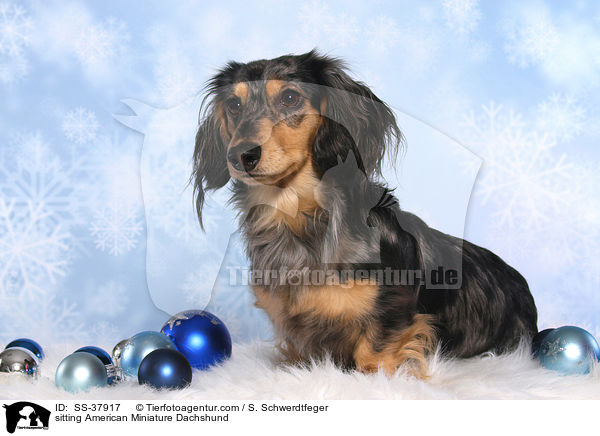 sitting American Miniature Dachshund / SS-37917
