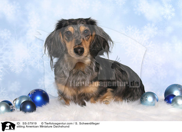 sitting American Miniature Dachshund / SS-37919
