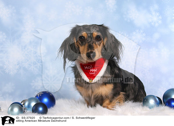 sitting American Miniature Dachshund / SS-37920