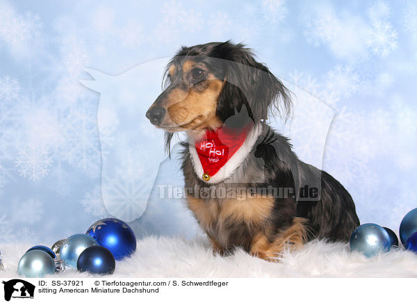 sitting American Miniature Dachshund / SS-37921