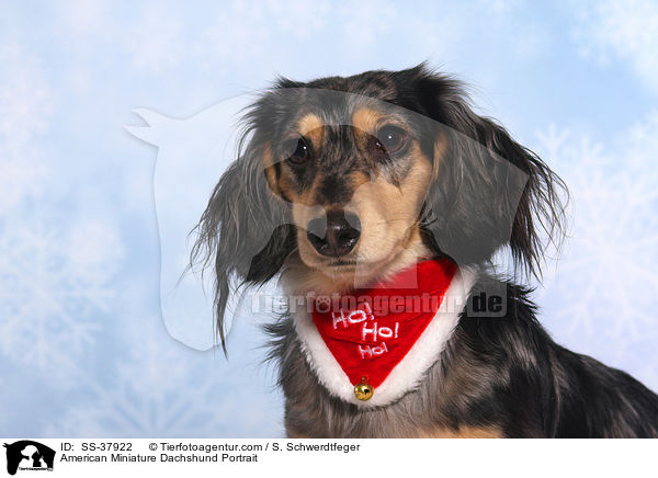 American Miniature Dachshund Portrait / SS-37922