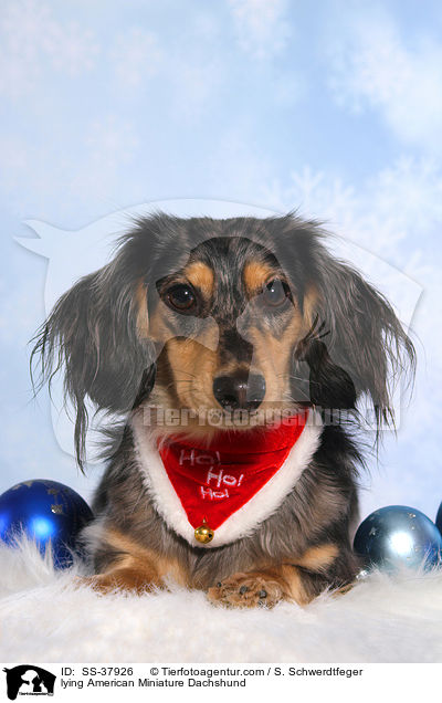 lying American Miniature Dachshund / SS-37926