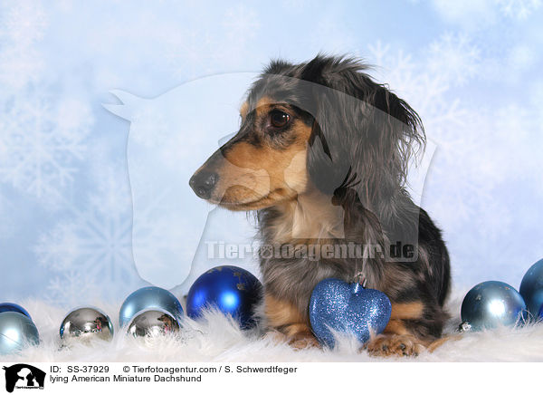 lying American Miniature Dachshund / SS-37929