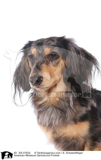 American Miniature Dachshund Portrait / SS-37932