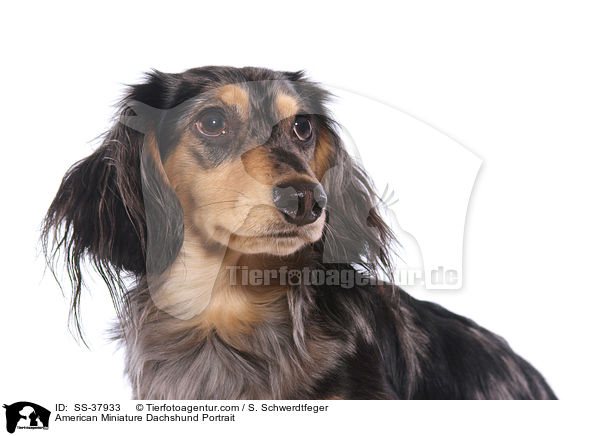 American Miniature Dachshund Portrait / SS-37933