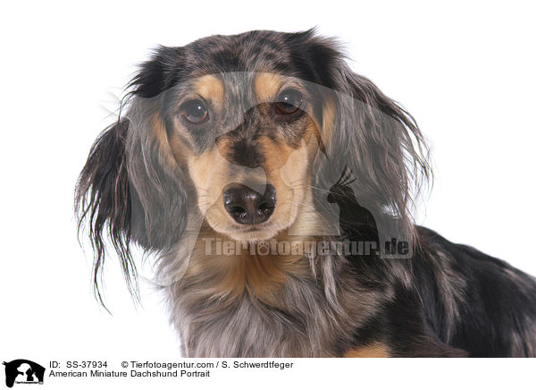 American Miniature Dachshund Portrait / SS-37934