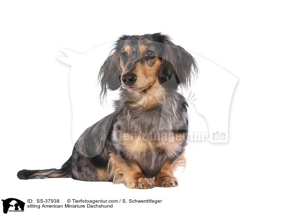 sitting American Miniature Dachshund / SS-37938