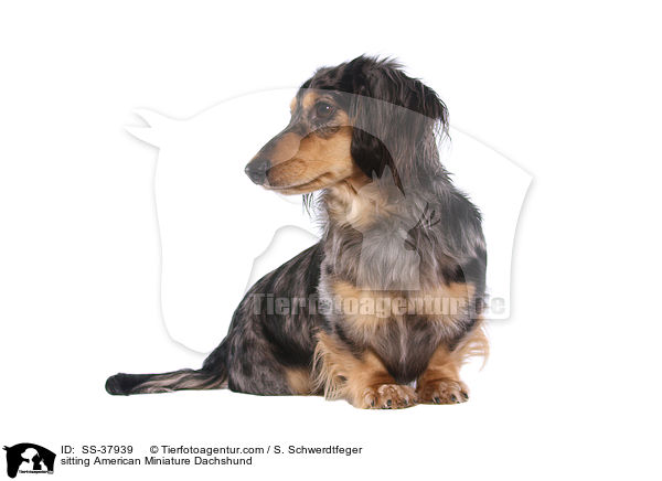 sitting American Miniature Dachshund / SS-37939