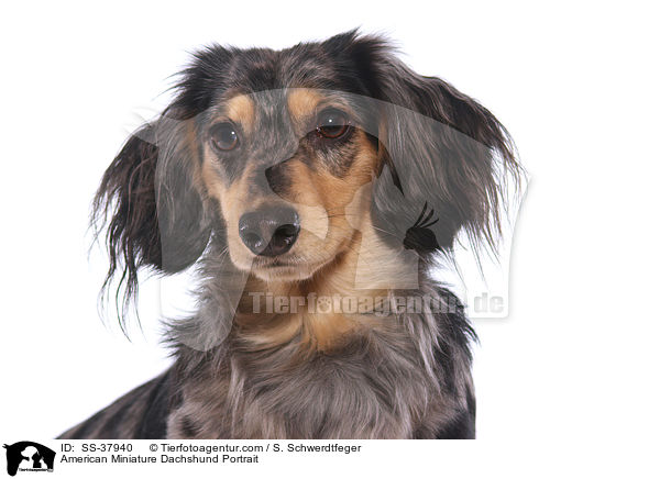 American Miniature Dachshund Portrait / SS-37940