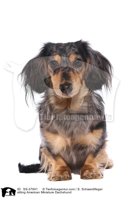 sitting American Miniature Dachshund / SS-37941