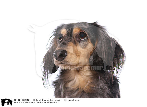American Miniature Dachshund Portrait / SS-37942