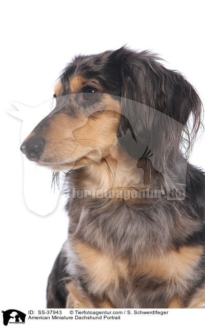 American Miniature Dachshund Portrait / SS-37943