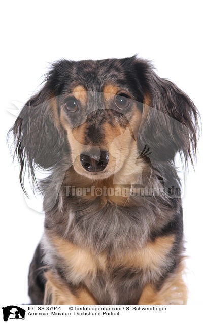 American Miniature Dachshund Portrait / SS-37944