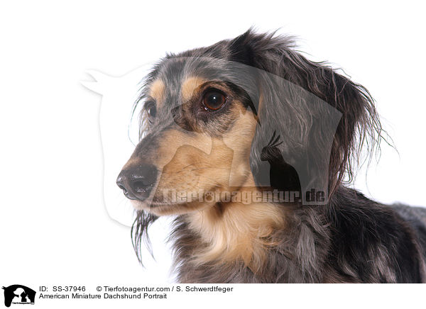 American Miniature Dachshund Portrait / SS-37946
