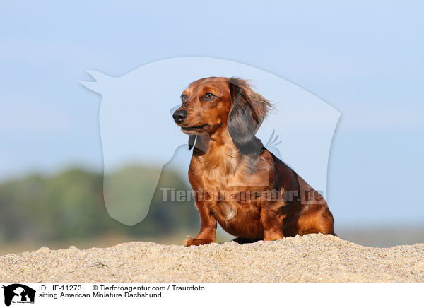 sitting American Miniature Dachshund / IF-11273