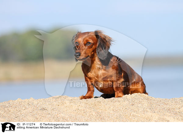 sitting American Miniature Dachshund / IF-11274