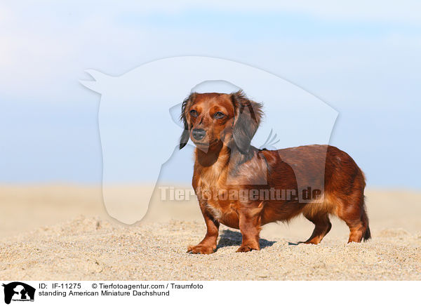 standing American Miniature Dachshund / IF-11275