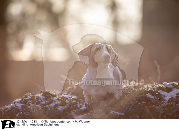 standing  American Dachshund / MW-11633