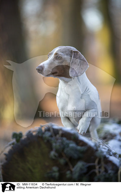 sitting American Dachshund / MW-11634