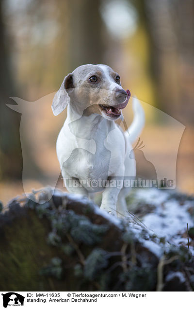 standing  American Dachshund / MW-11635
