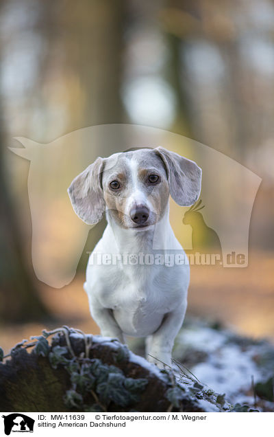 sitting American Dachshund / MW-11639