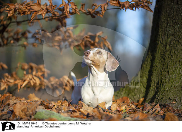 standing  American Dachshund / MW-11643