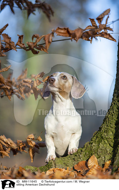 sitting American Dachshund / MW-11645