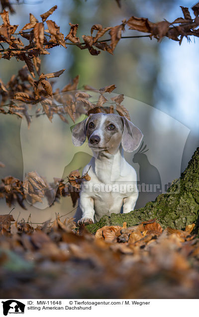 sitting American Dachshund / MW-11648