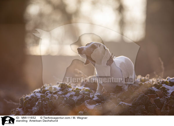 standing  American Dachshund / MW-11652